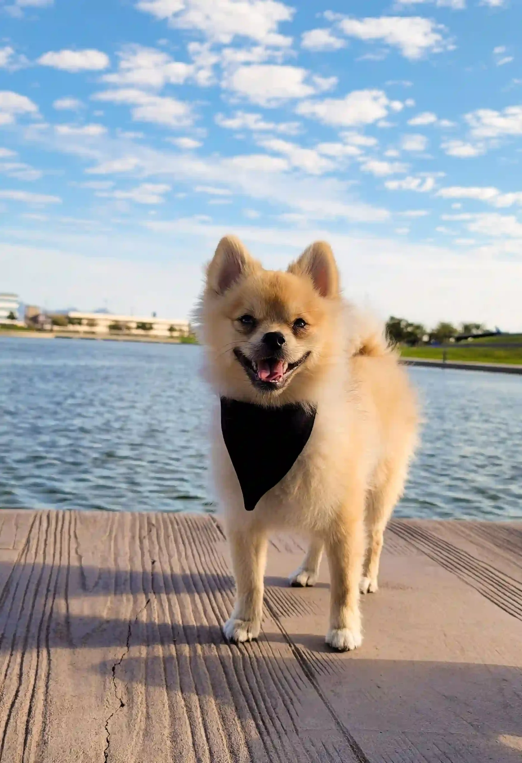 Black Dog Bandana - Image 3