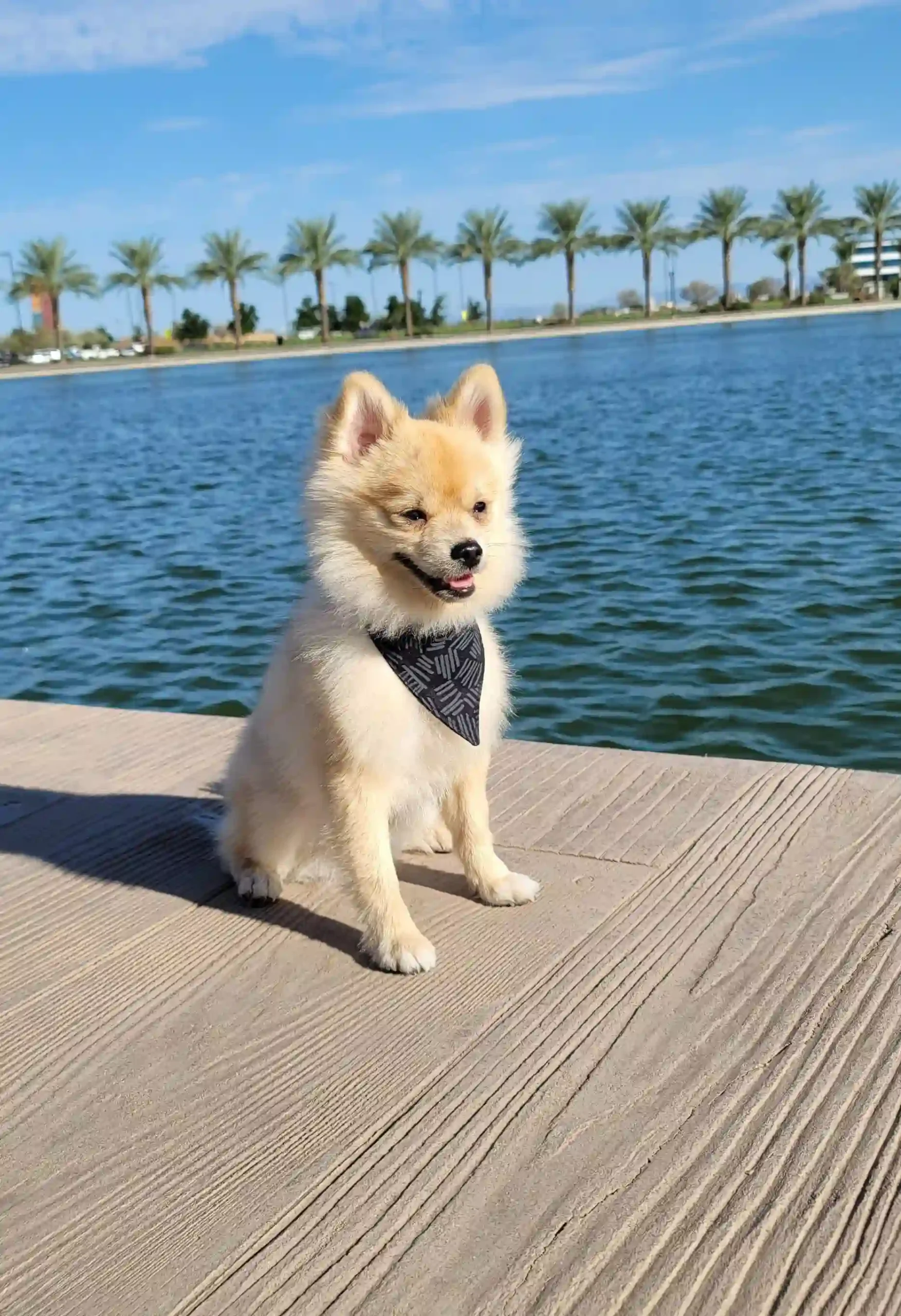 Black Lines Dog Bandana - Image 3