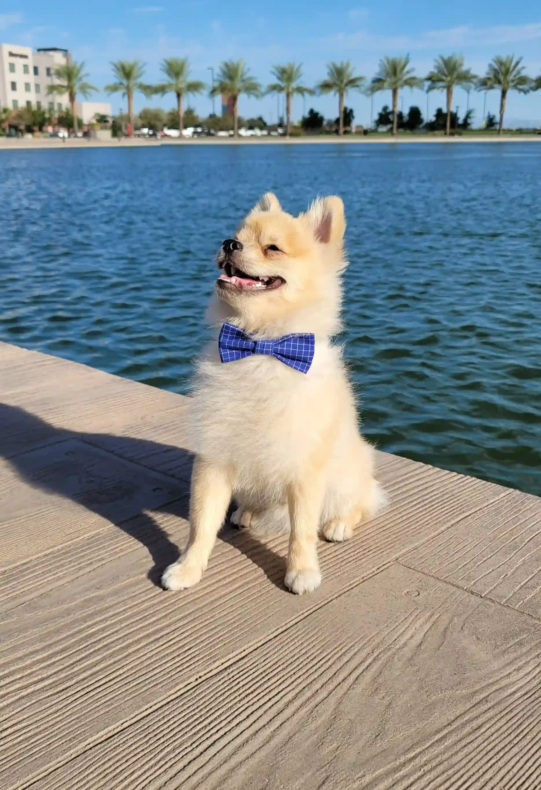 Blue Squares Bow for Pets - Image 3