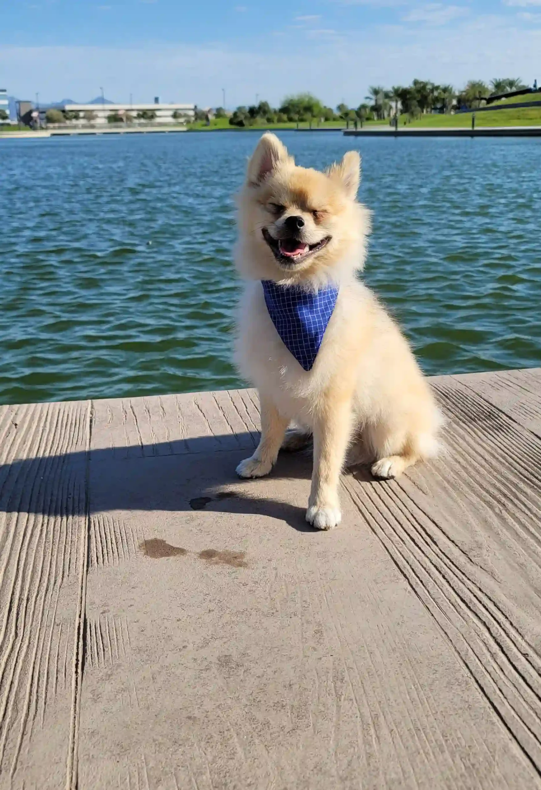Blue Squares Bow for Pets - Image 6