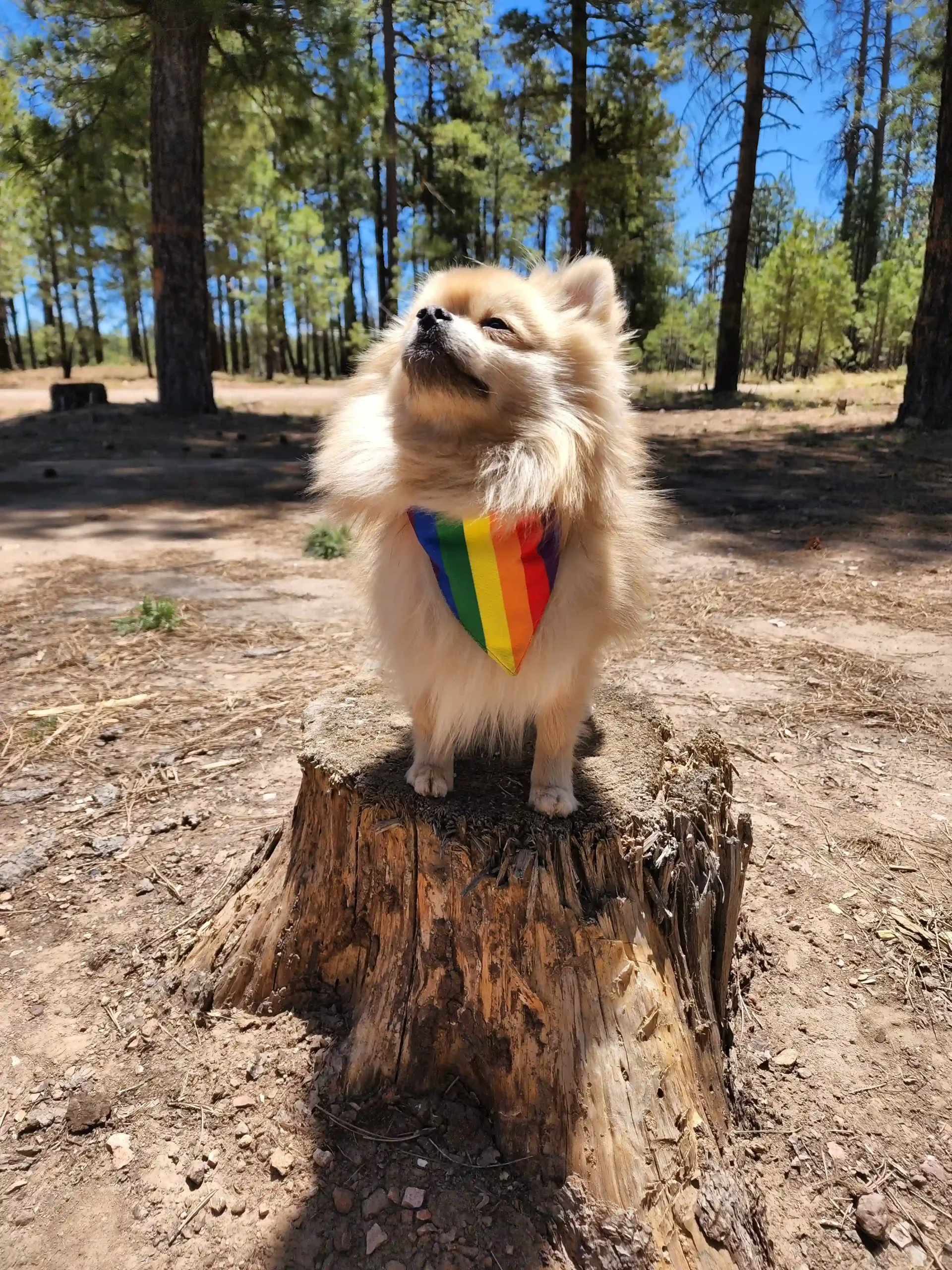 Pride Rainbow Dog Bandana - Image 8
