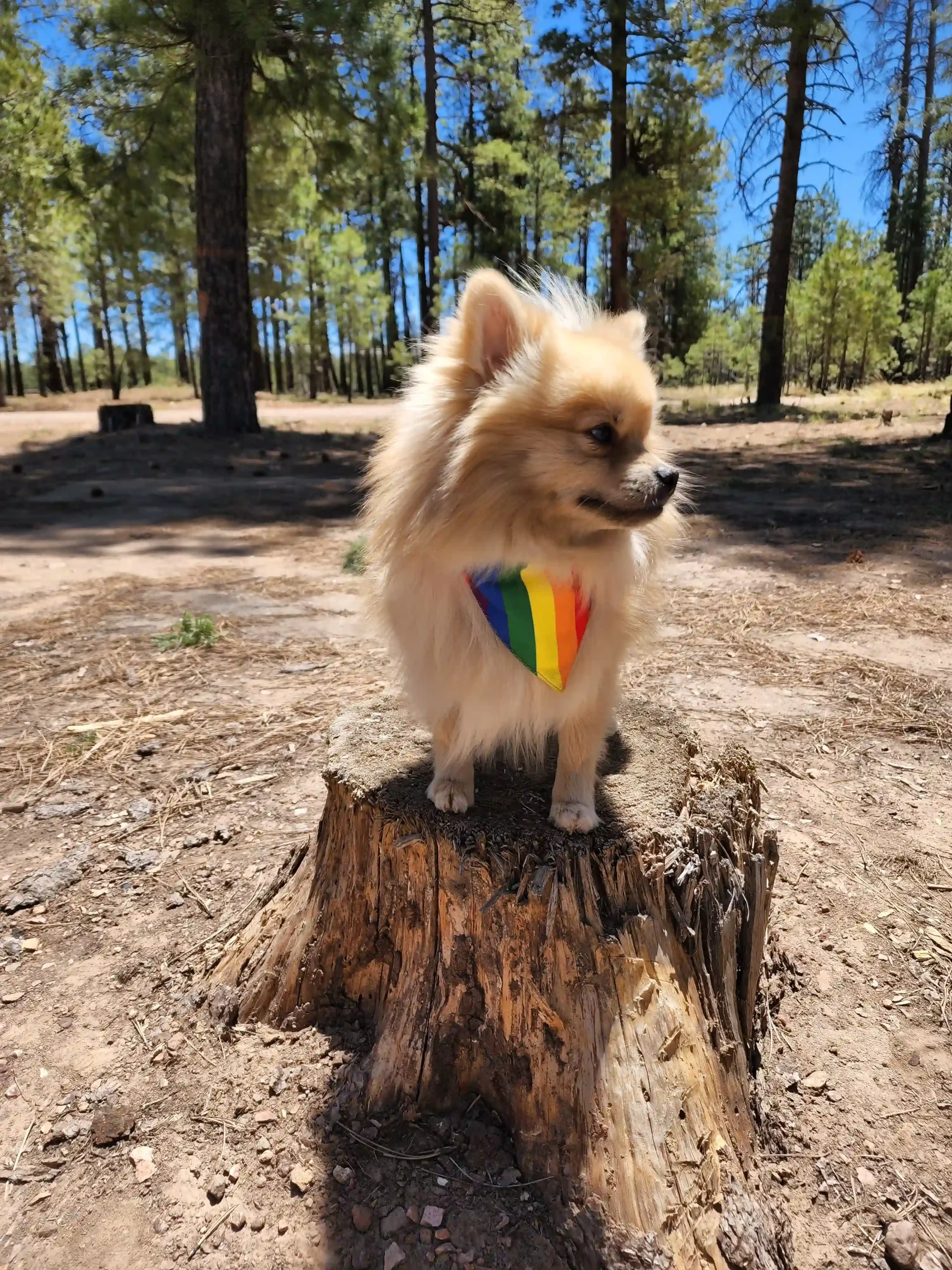 Pride Rainbow Dog Bandana - Image 7