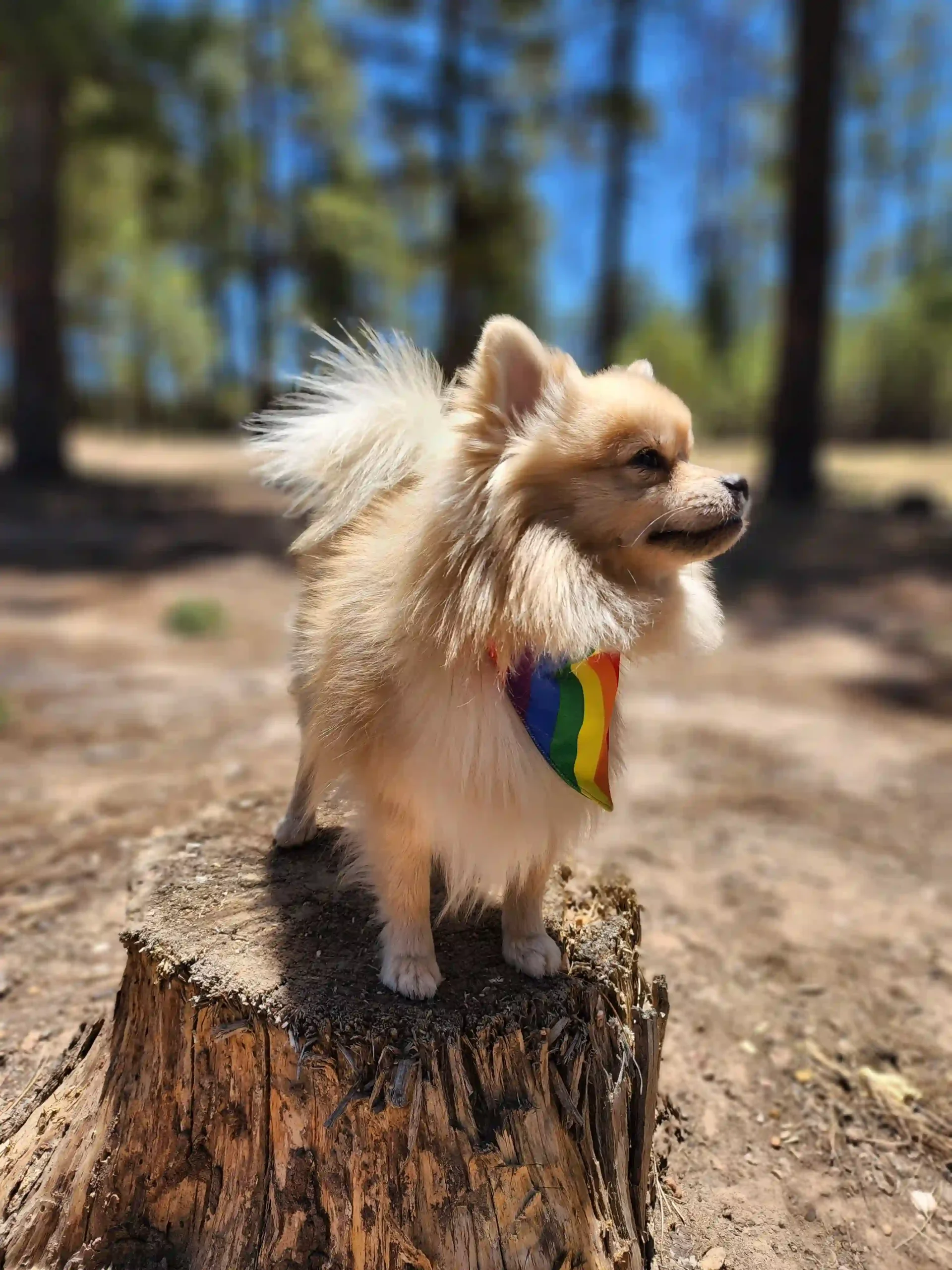 Pride Rainbow Dog Bandana - Image 6