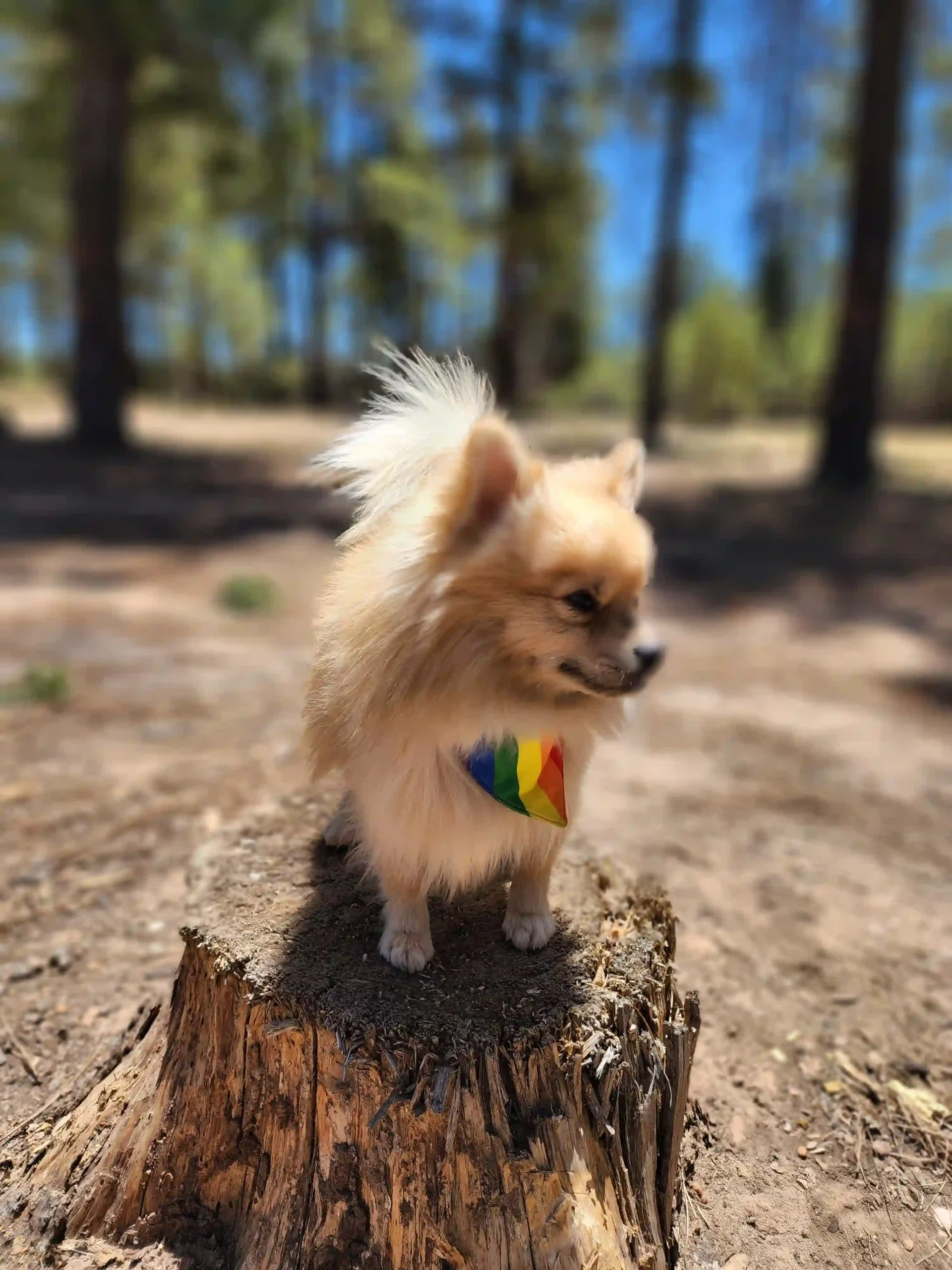 Pride Rainbow Dog Bandana - Image 5