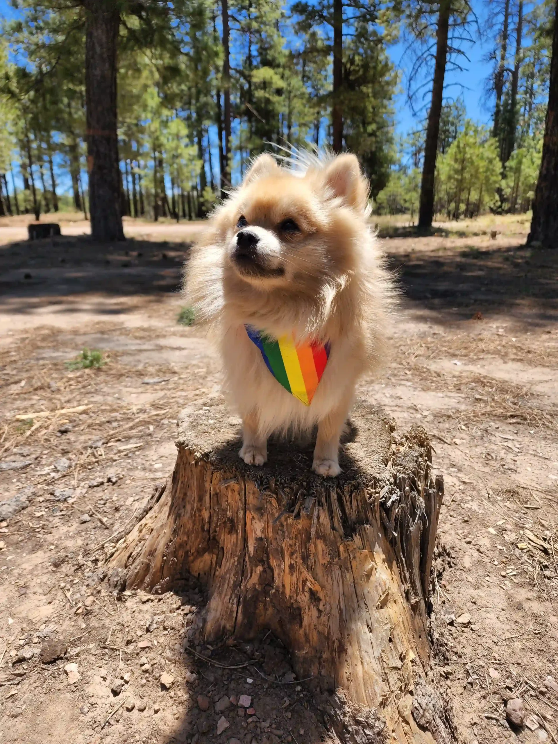 Pride Rainbow Dog Bandana - Image 4