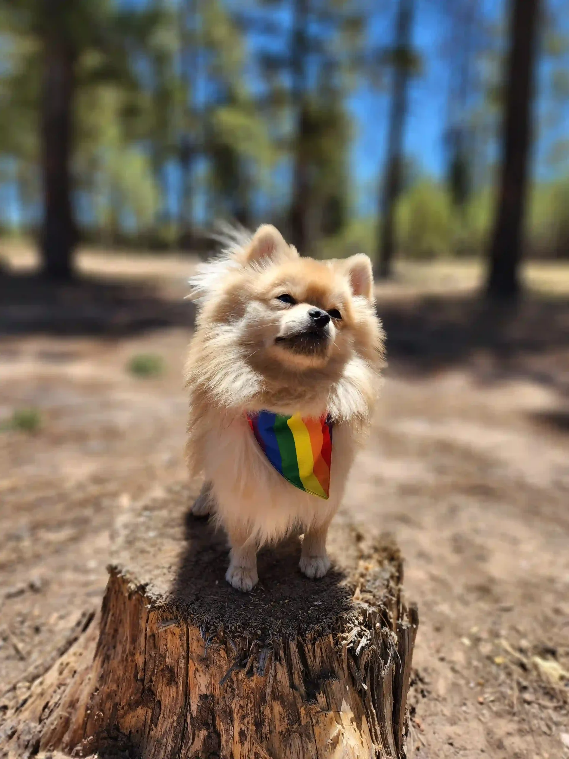Pride Rainbow Dog Bandana - Image 3