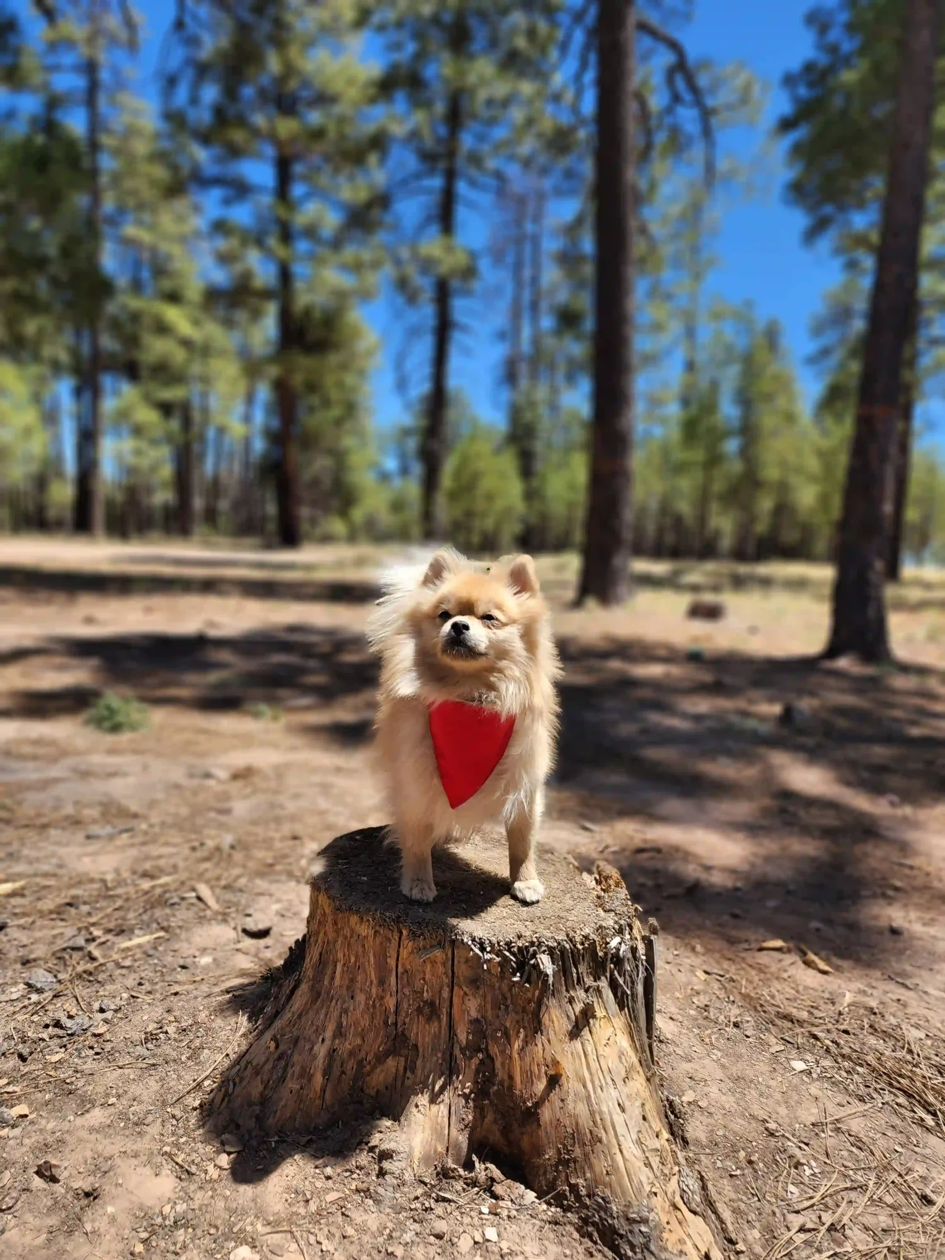 Red Dog Bandana - Image 3