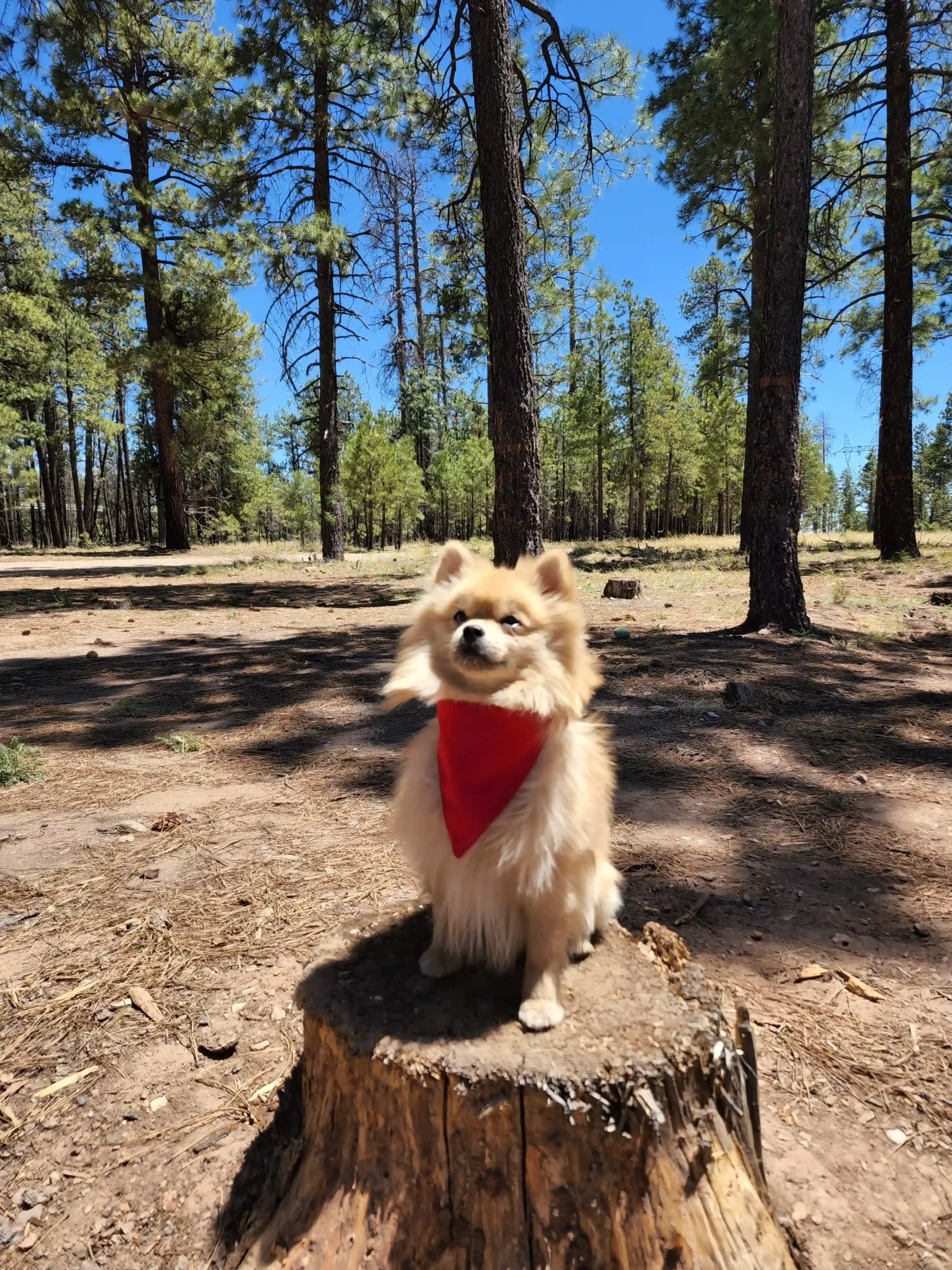 Red Dog Bandana - Image 5