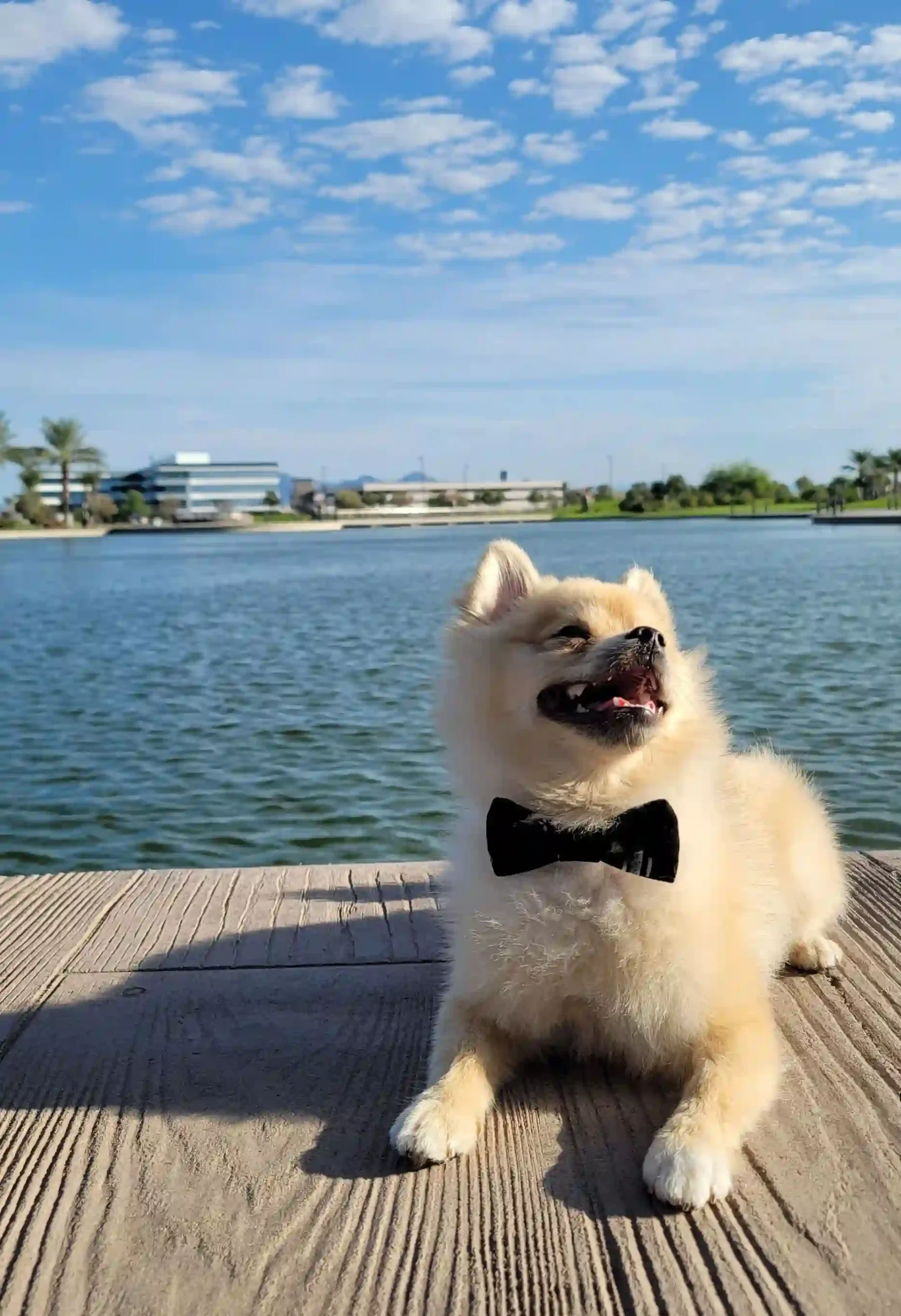 Black Cactus Bow for Pets - Image 3
