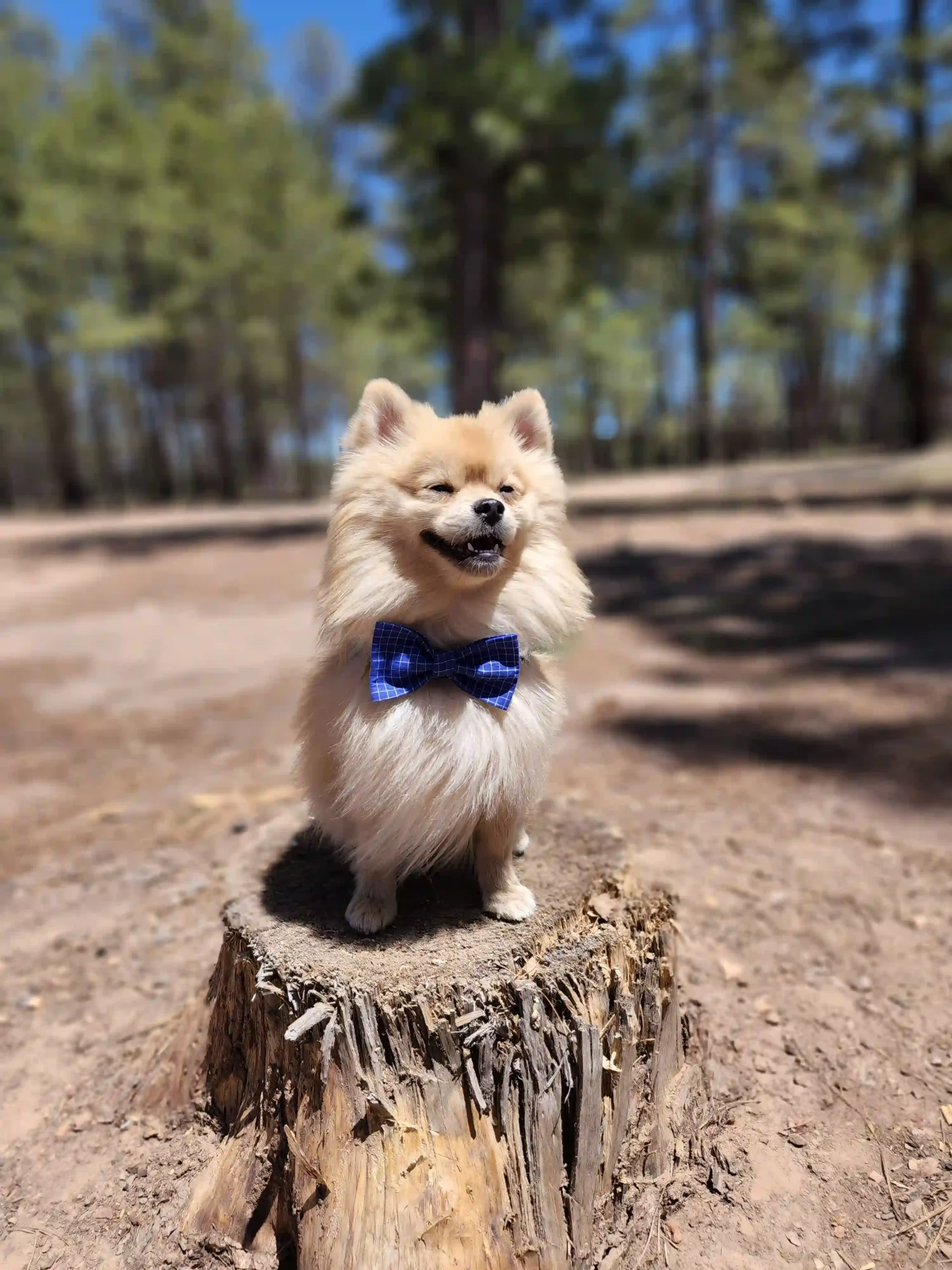 Blue Squares Bow for Pets - Image 4