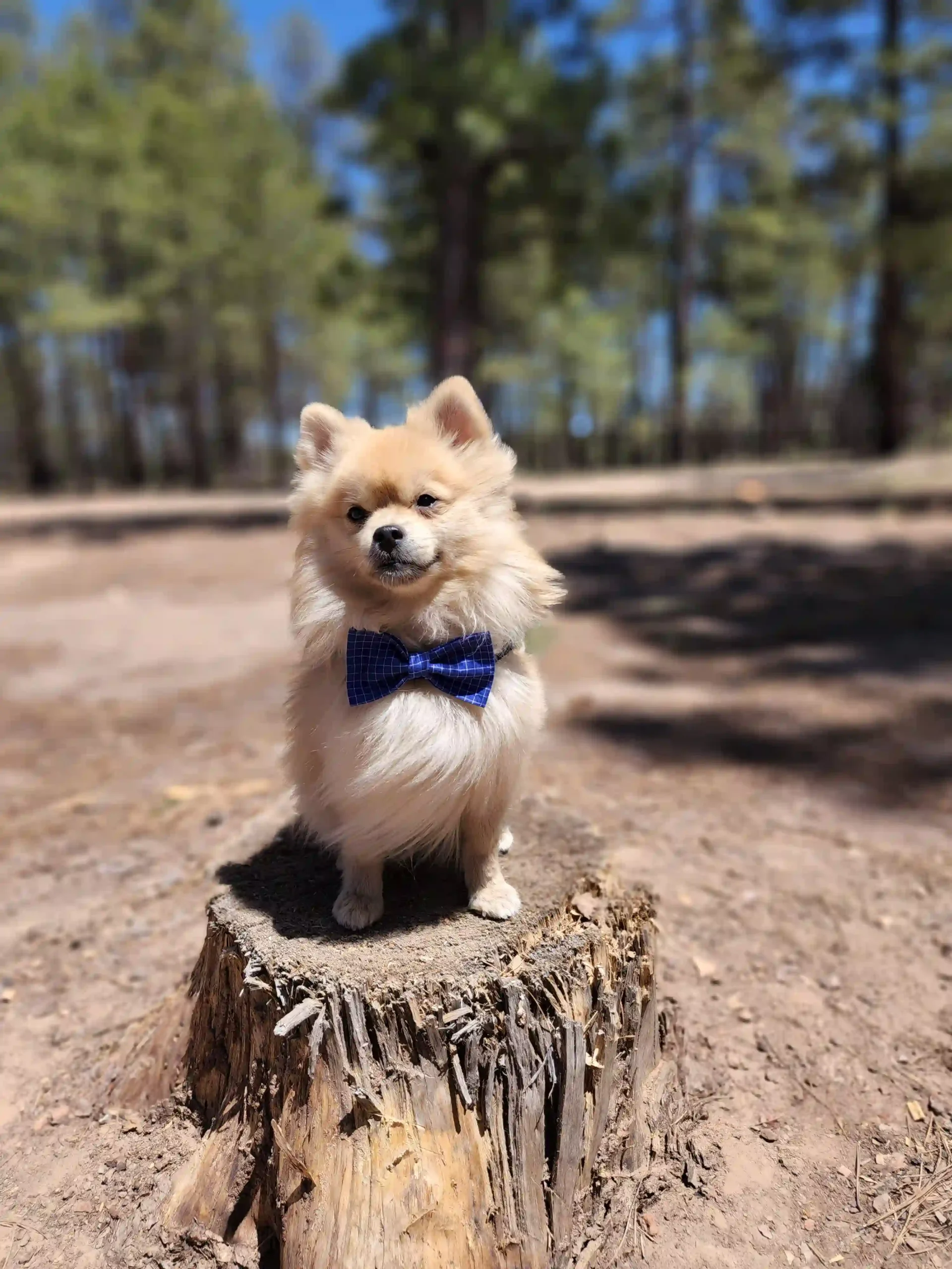 Blue Squares Bow for Pets - Image 5