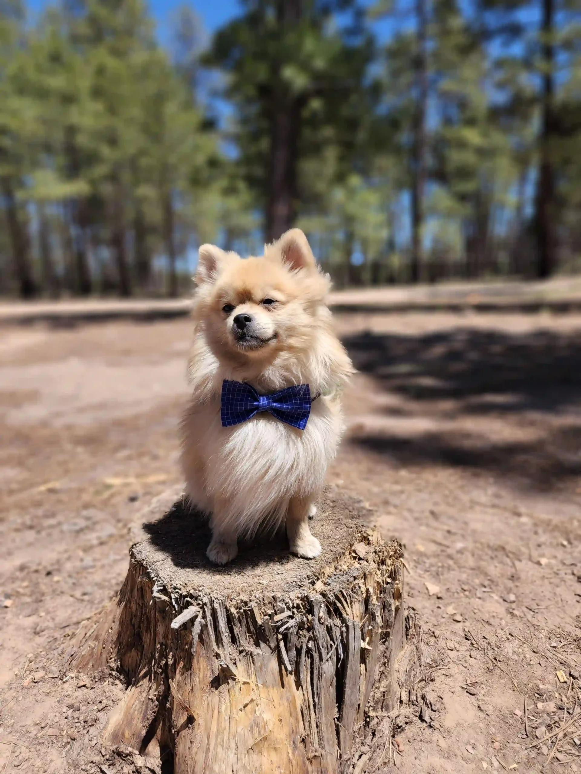 Blue Squares Bow for Pets - Image 7
