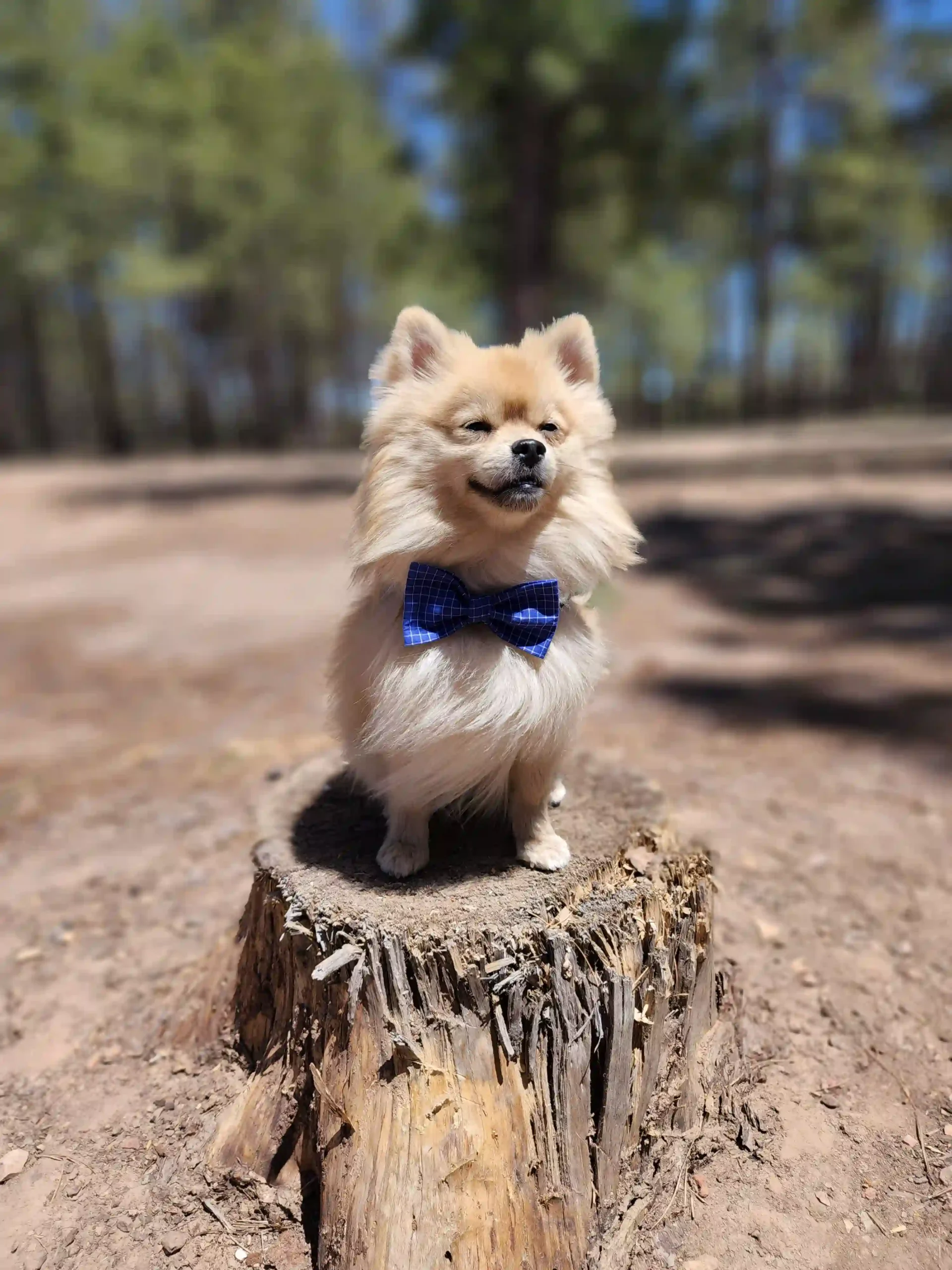 Blue Squares Bow for Pets - Image 8
