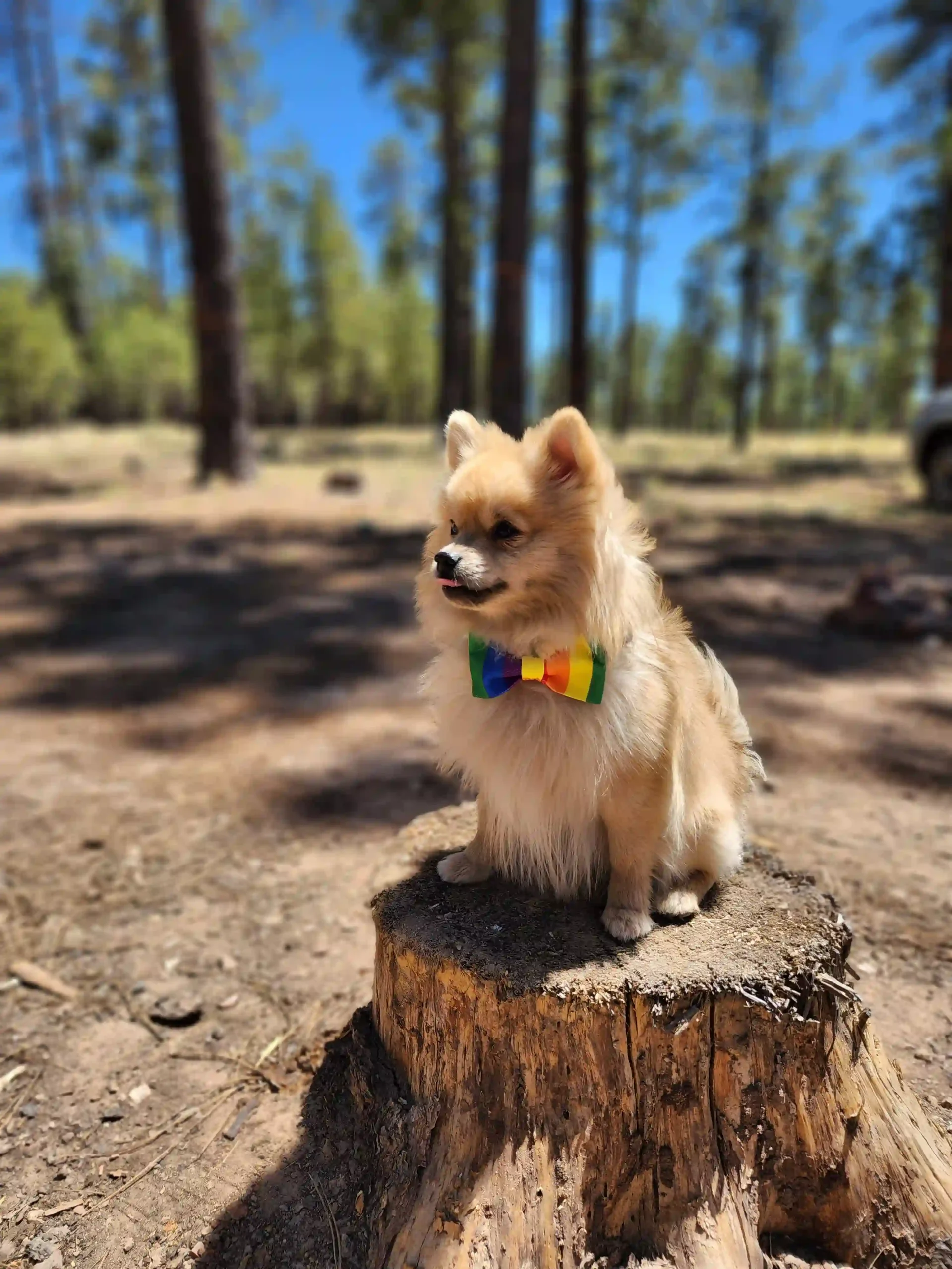 Pride Rainbow Bow for Pets - Image 3