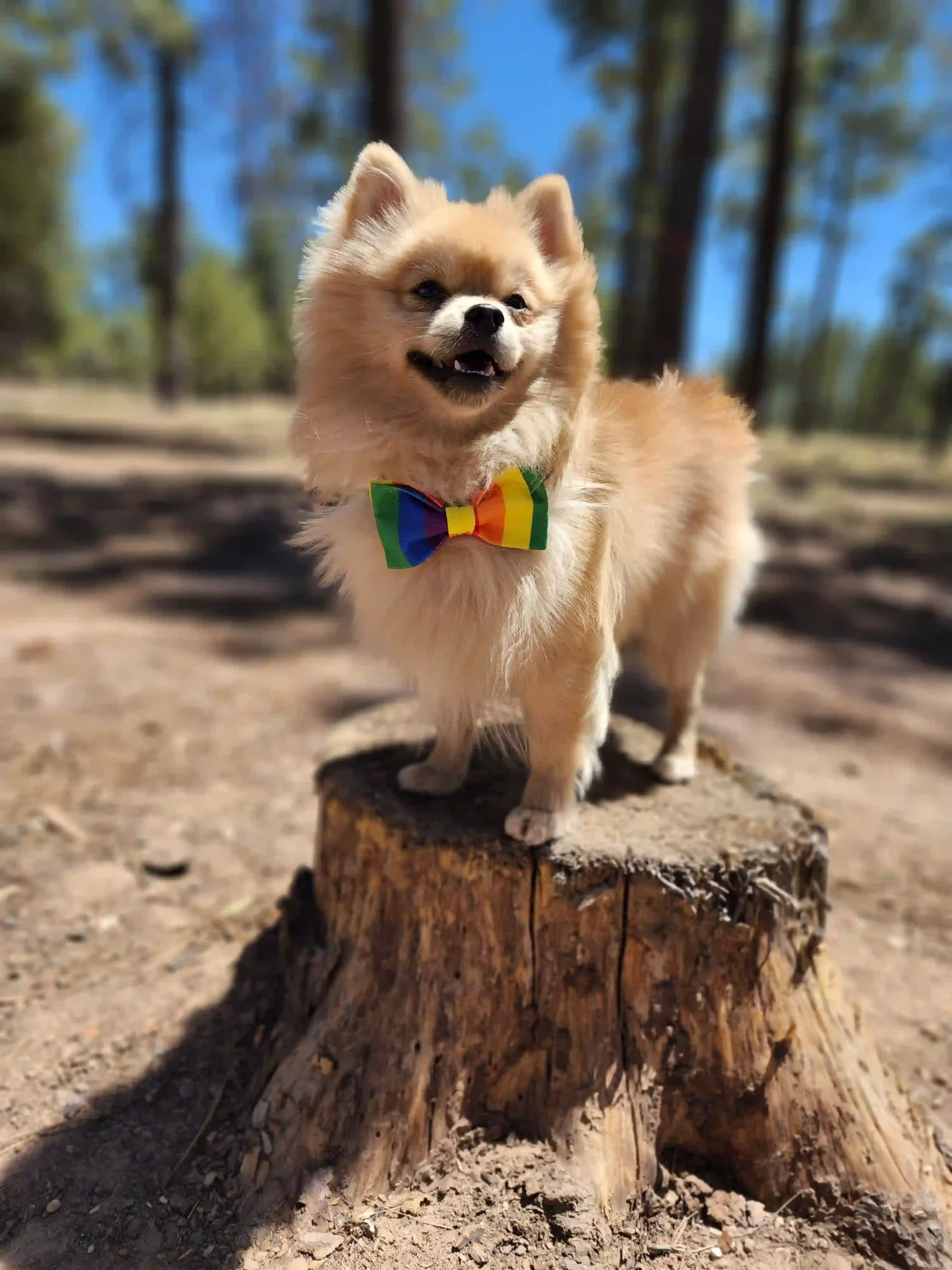 Pride Rainbow Bow for Pets - Image 4
