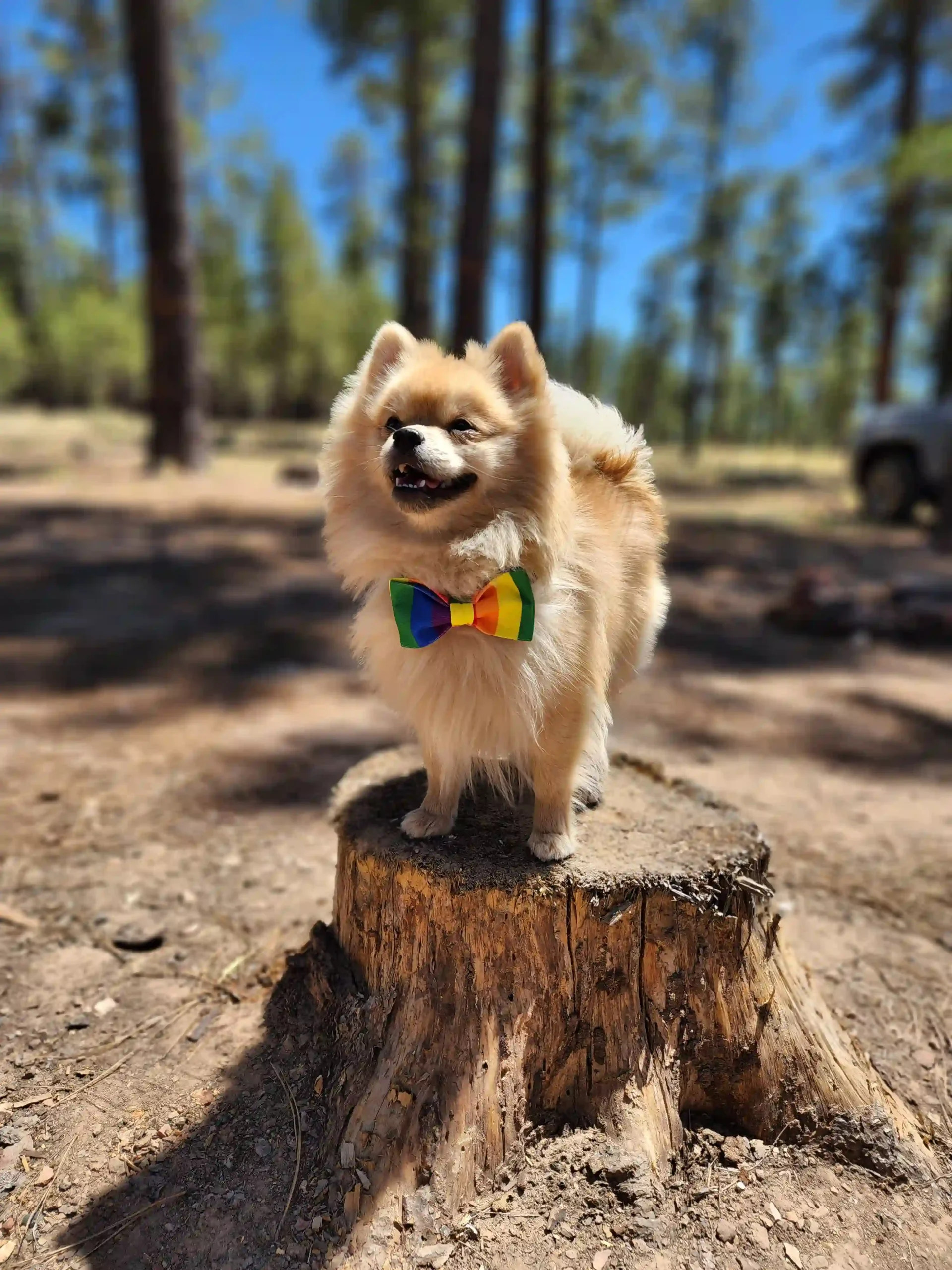 Pride Rainbow Bow for Pets - Image 5