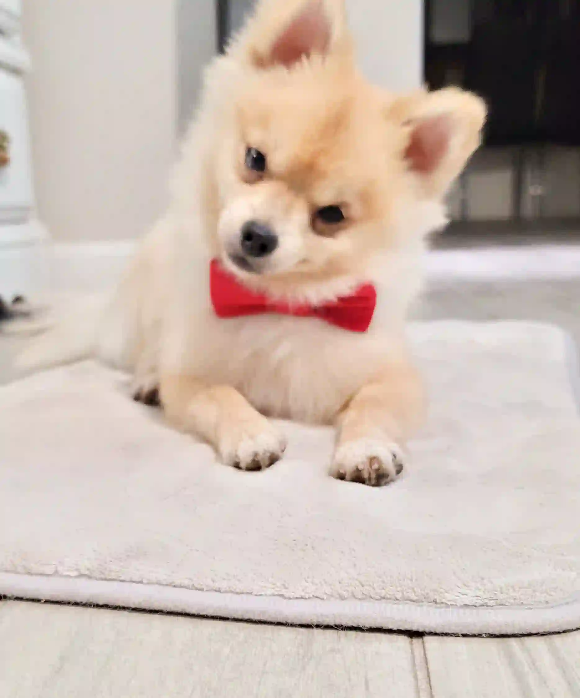 Red Bow for Pets - Image 2