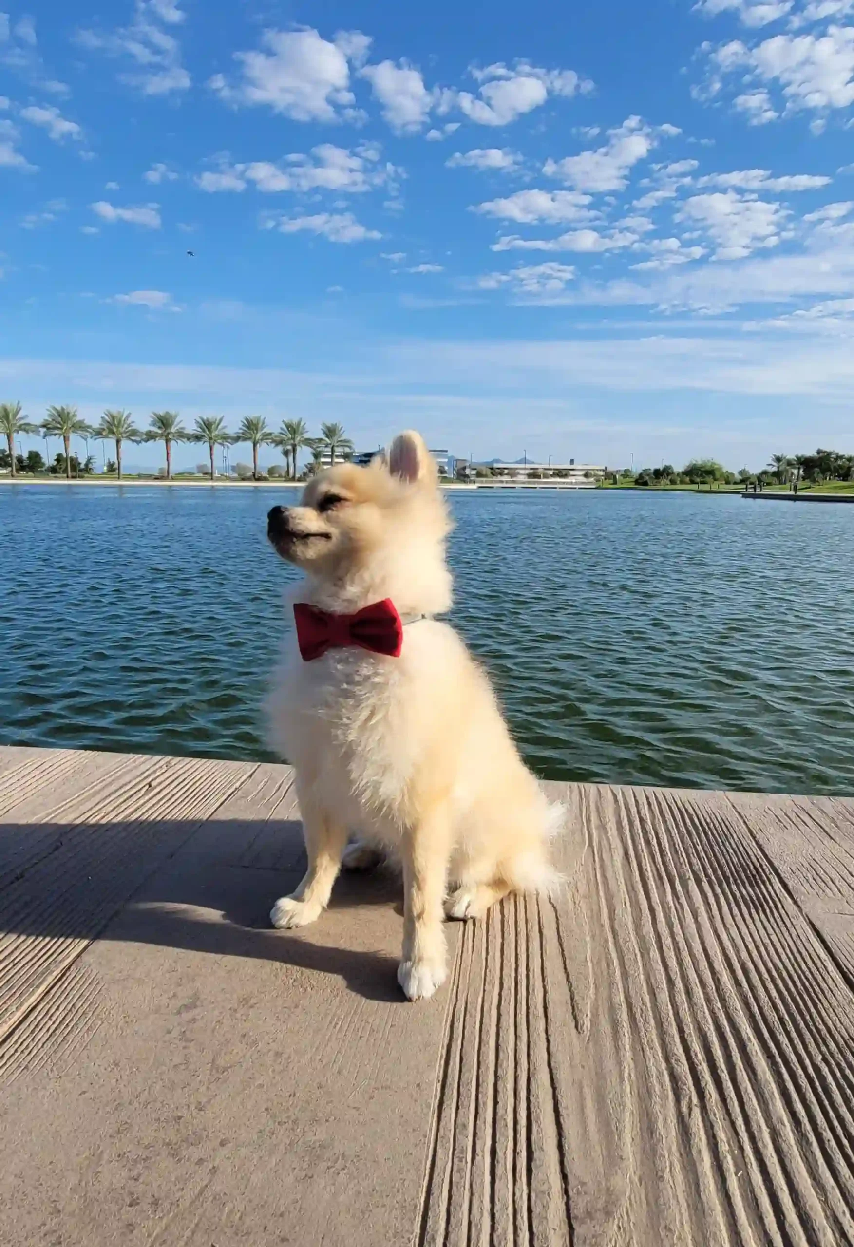 Red Bow for Pets - Image 3