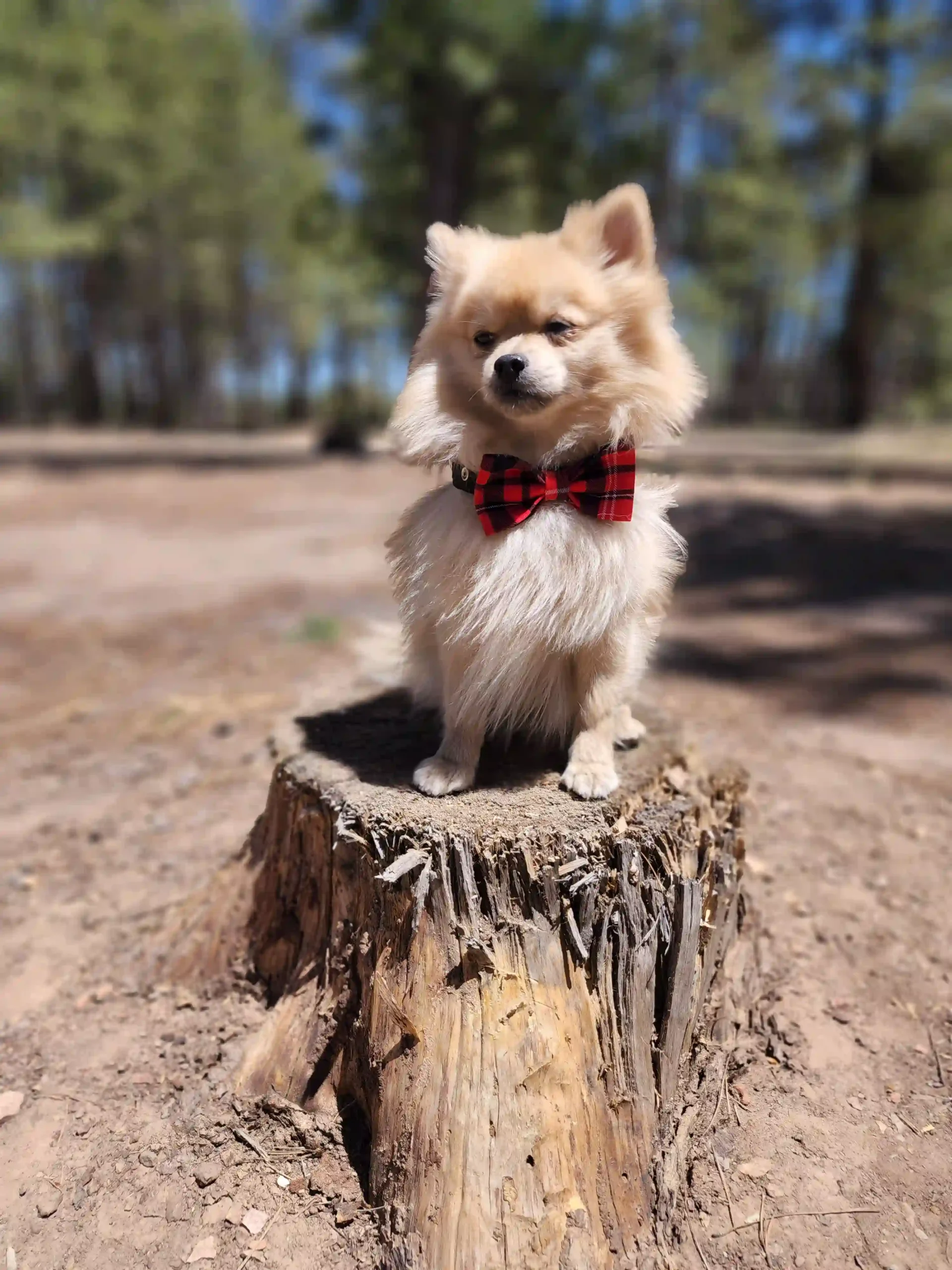 Red Plaid Bow for Pets - Image 3