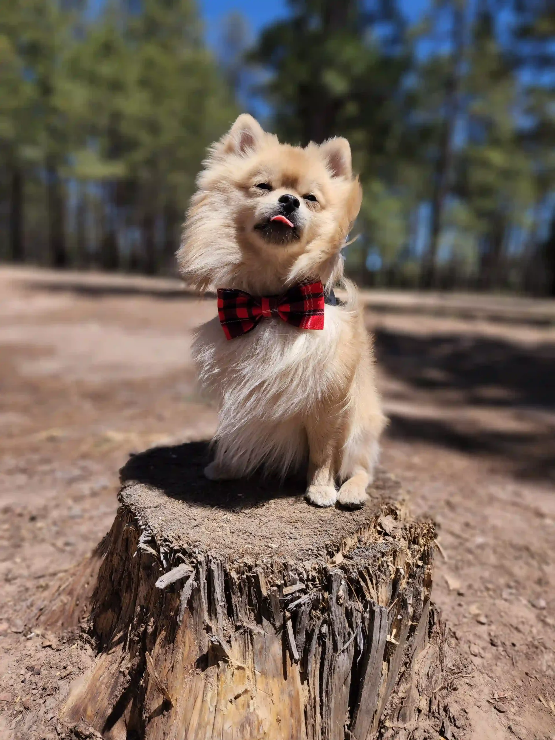 Red Plaid Bow for Pets - Image 4