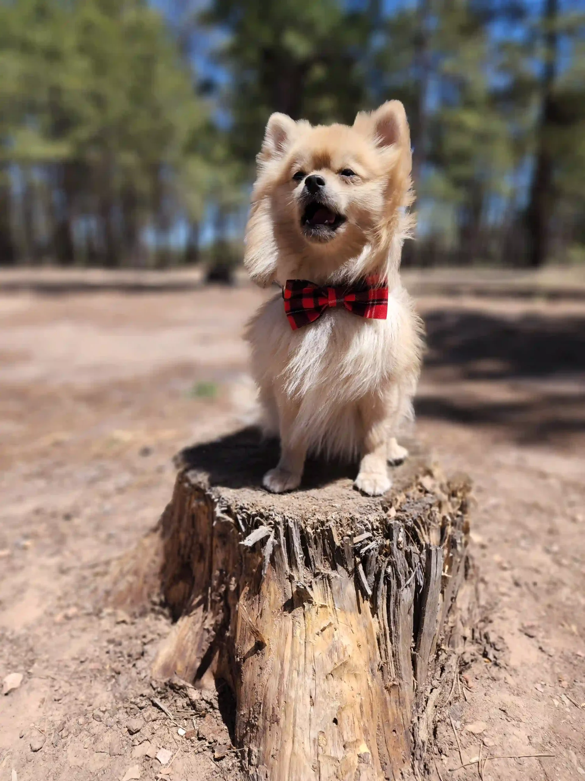 Red Plaid Bow for Pets - Image 5