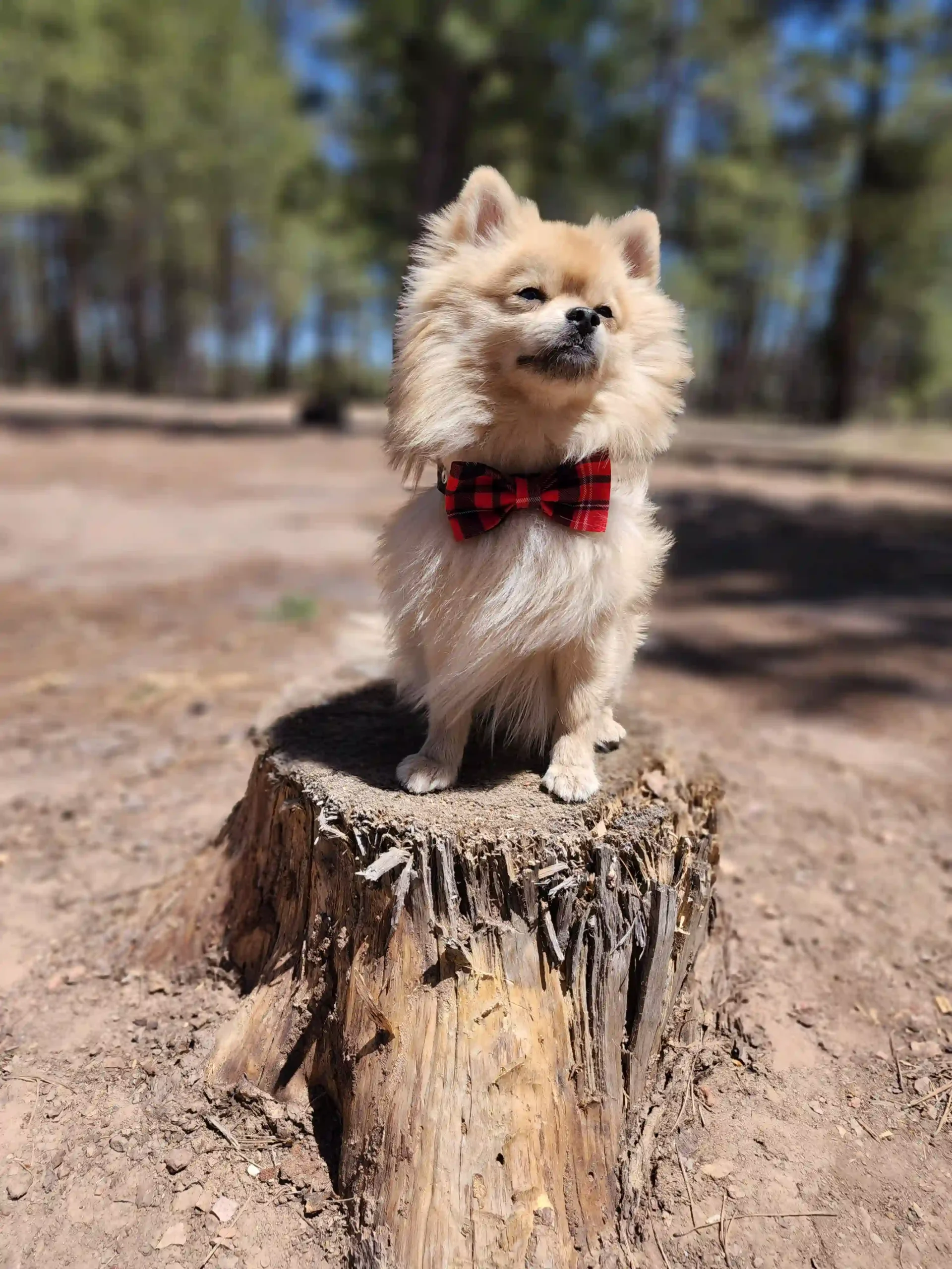 Red Plaid Bow for Pets - Image 6