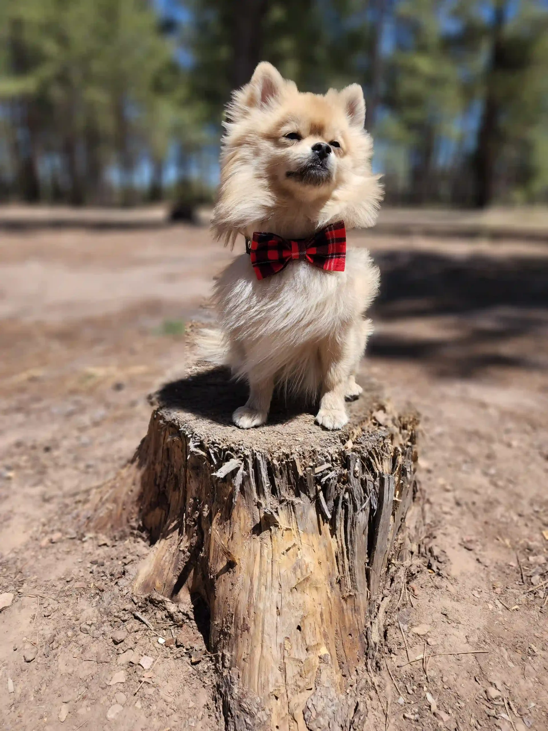 Red Plaid Bow for Pets - Image 7