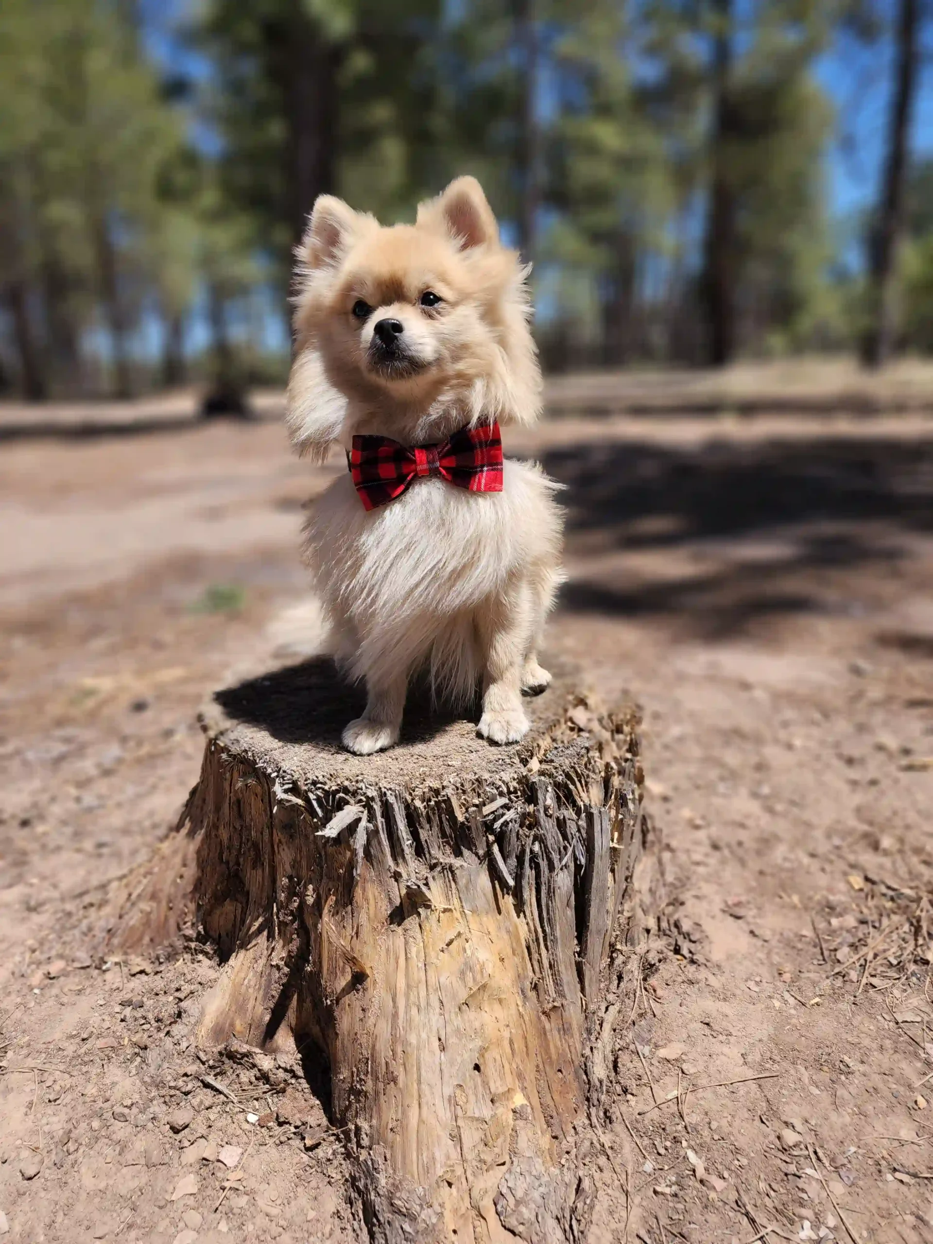 Red Plaid Bow for Pets - Image 8