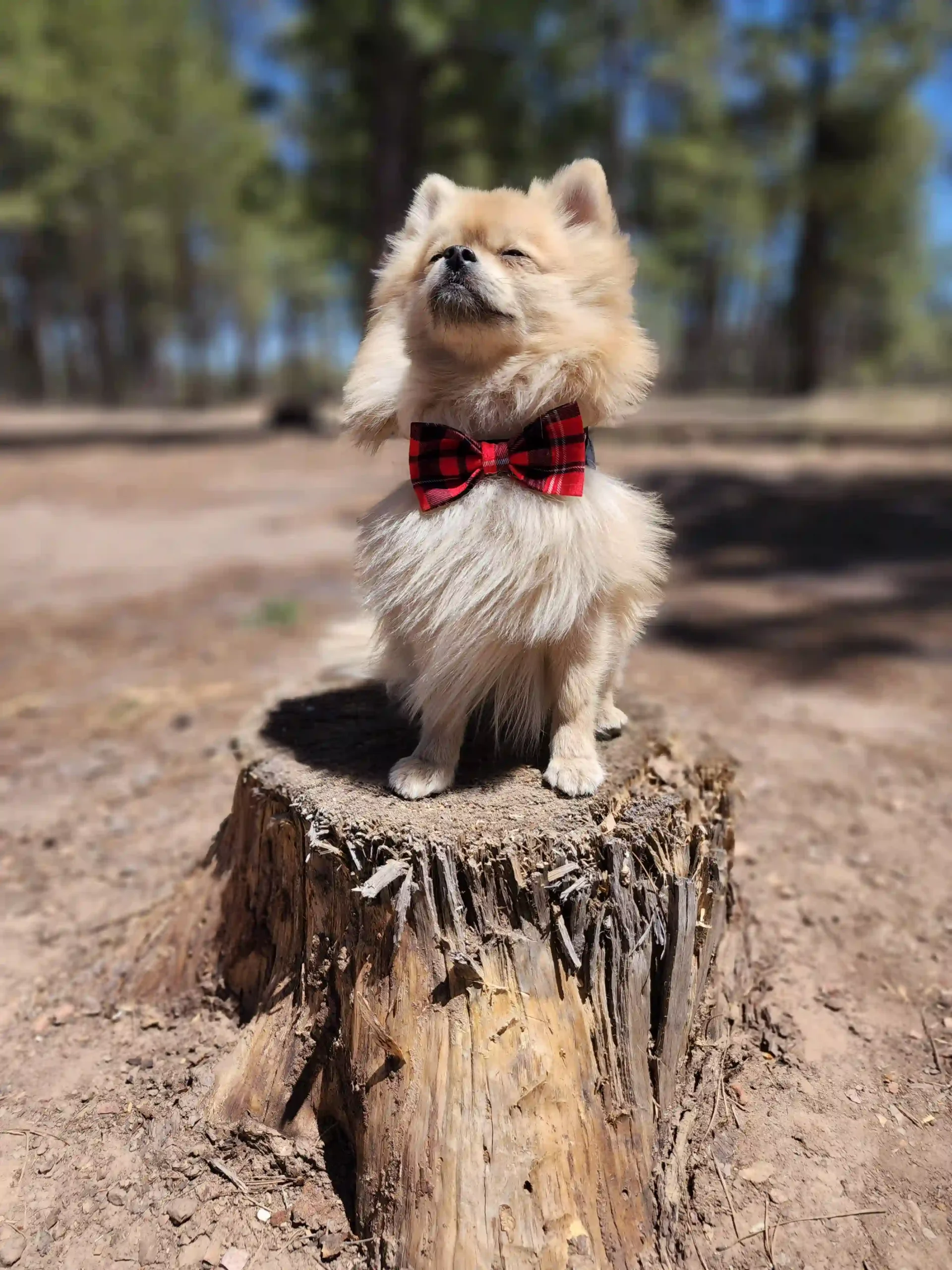 Red Plaid Bow for Pets - Image 9